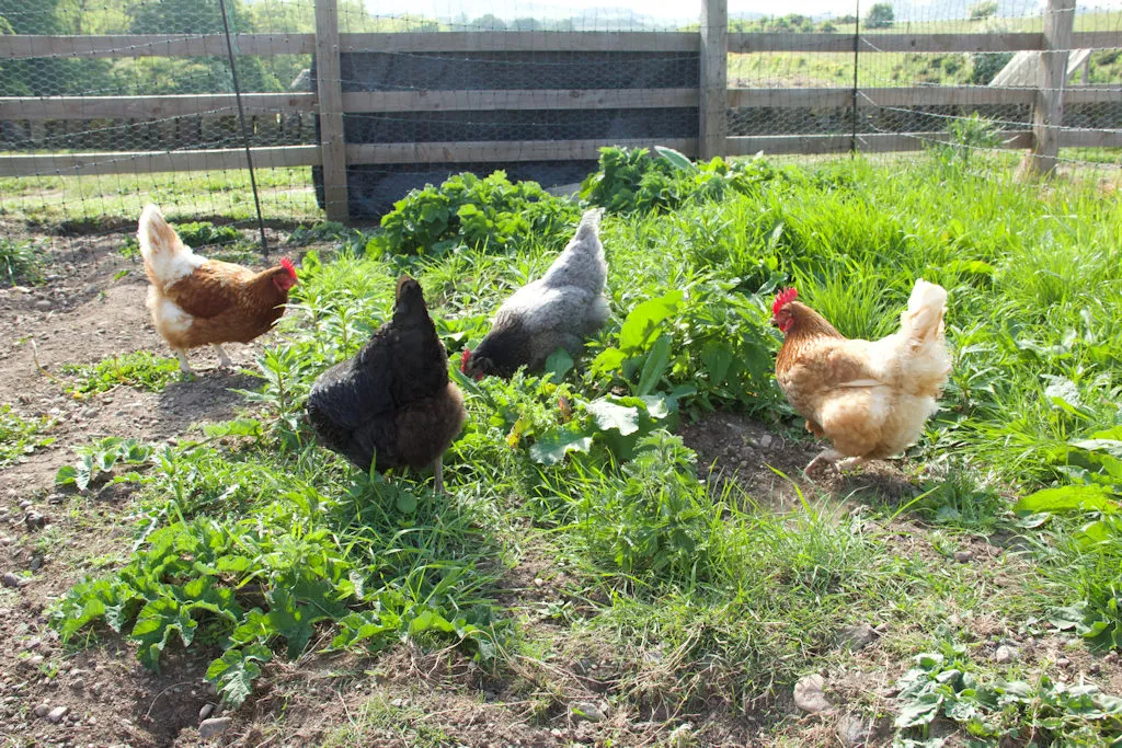 Chickens at Craighall Steading B&B in Fife