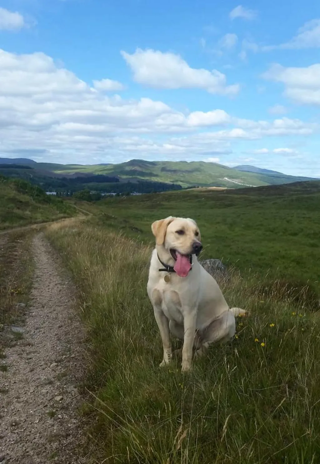 Dog in the Loch Rannoch hills