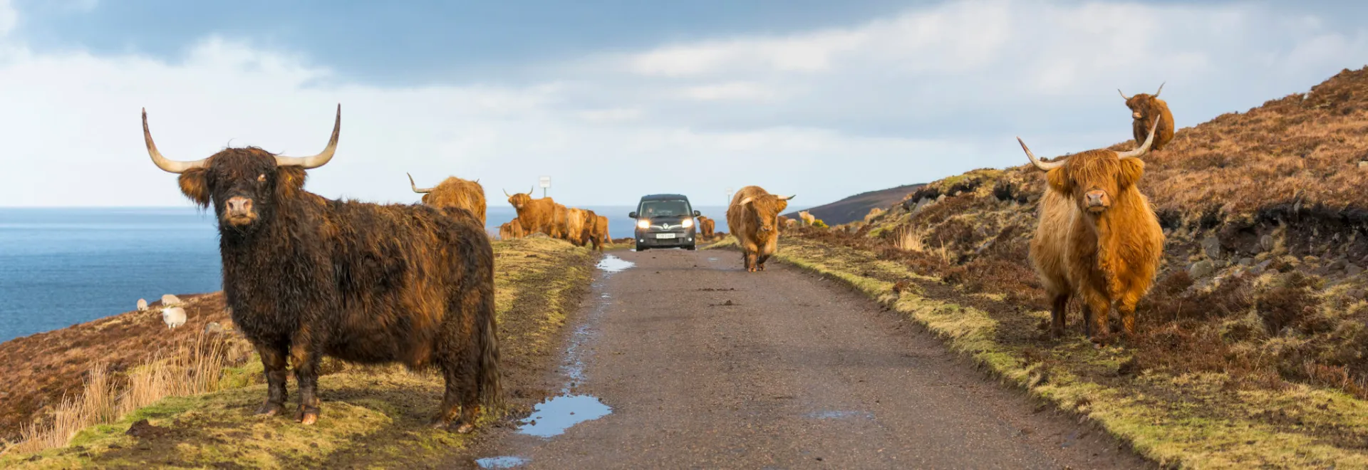 Highland coos on the road near Applecross © VisitScotland - Kenny Lam