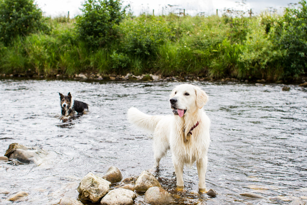 Dogs near B&B in the Scottish Borders
