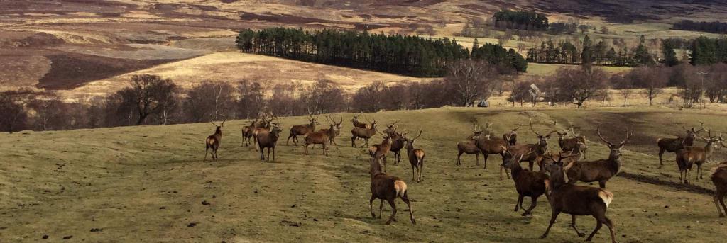 Scottish Deer Centre, Fife