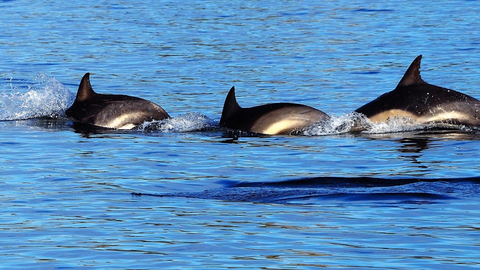 Dolphins - Isle of Skye