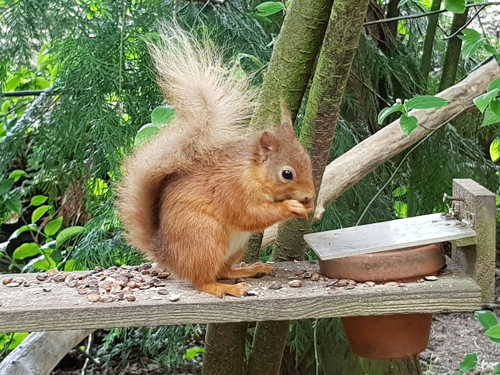 red squirrel at Cluny House Gardens