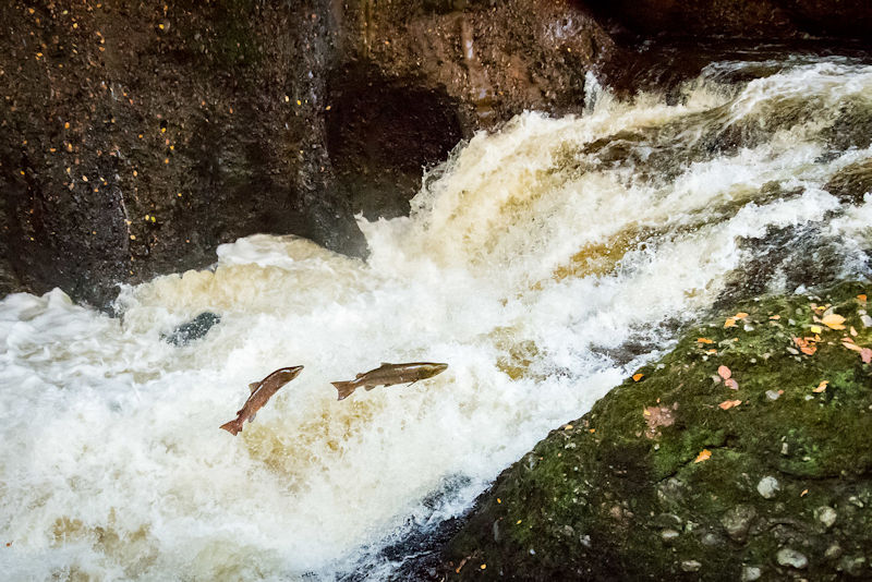 salmon leaping