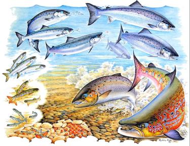 Salmon life cycle diagram