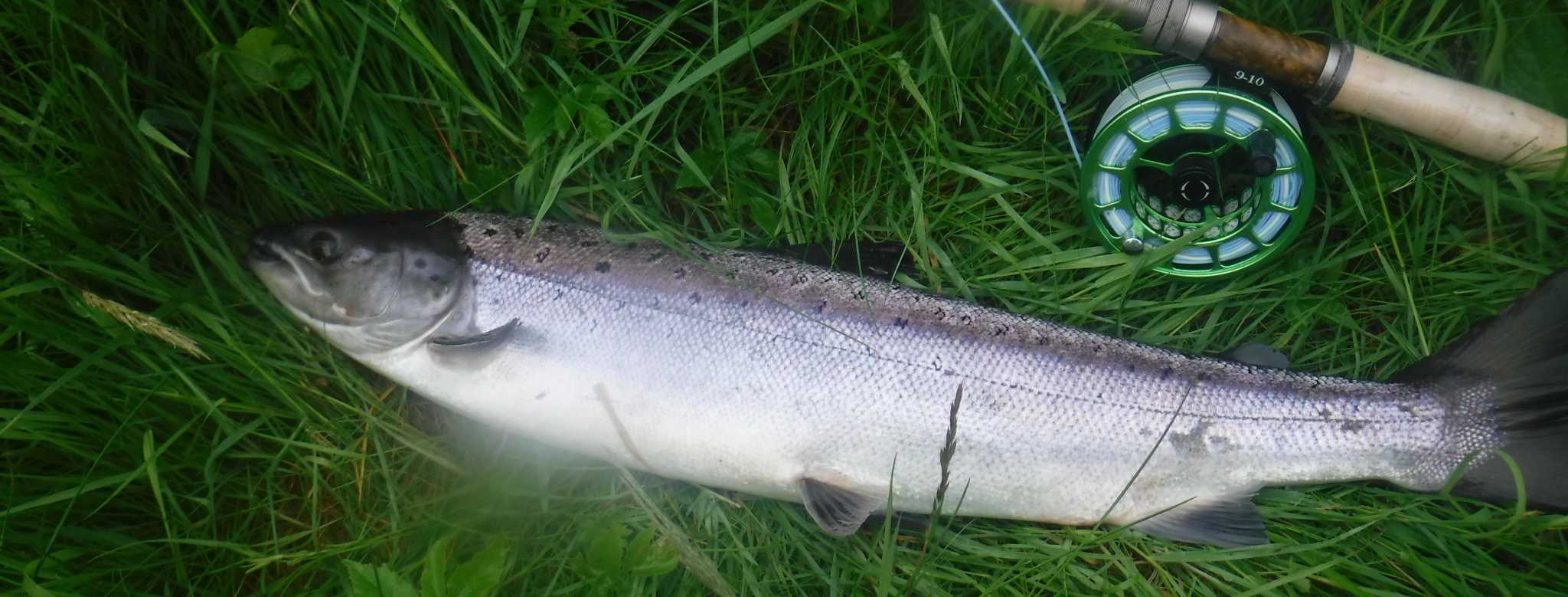 Atlantic Salmon