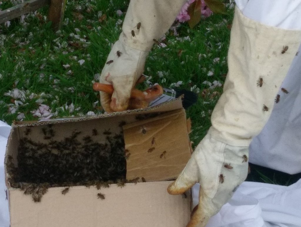 bee keeping in Scotland