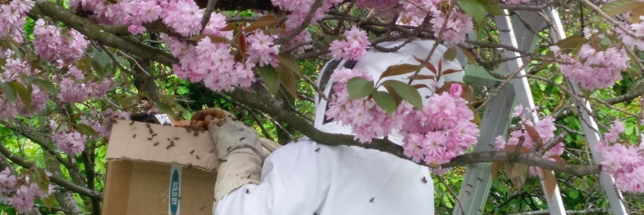 Bee Keeping in Scotland