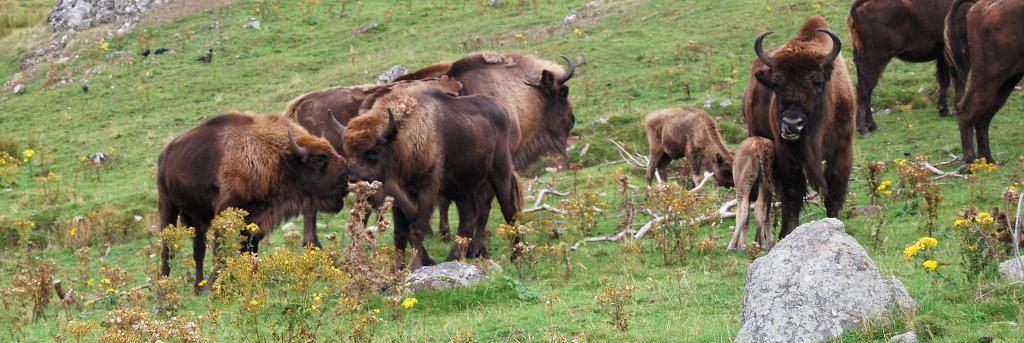 Highland Wildlife Park, Cairngorms, Scotland