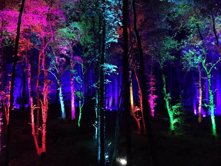 The Enchanted Forest