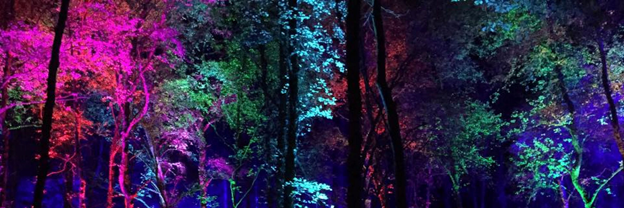 The Enchanted Forest in Pitlochry