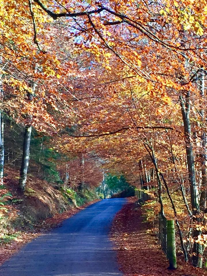 road to Loch Faskally lined with autumn trees in Perthshire Scotland