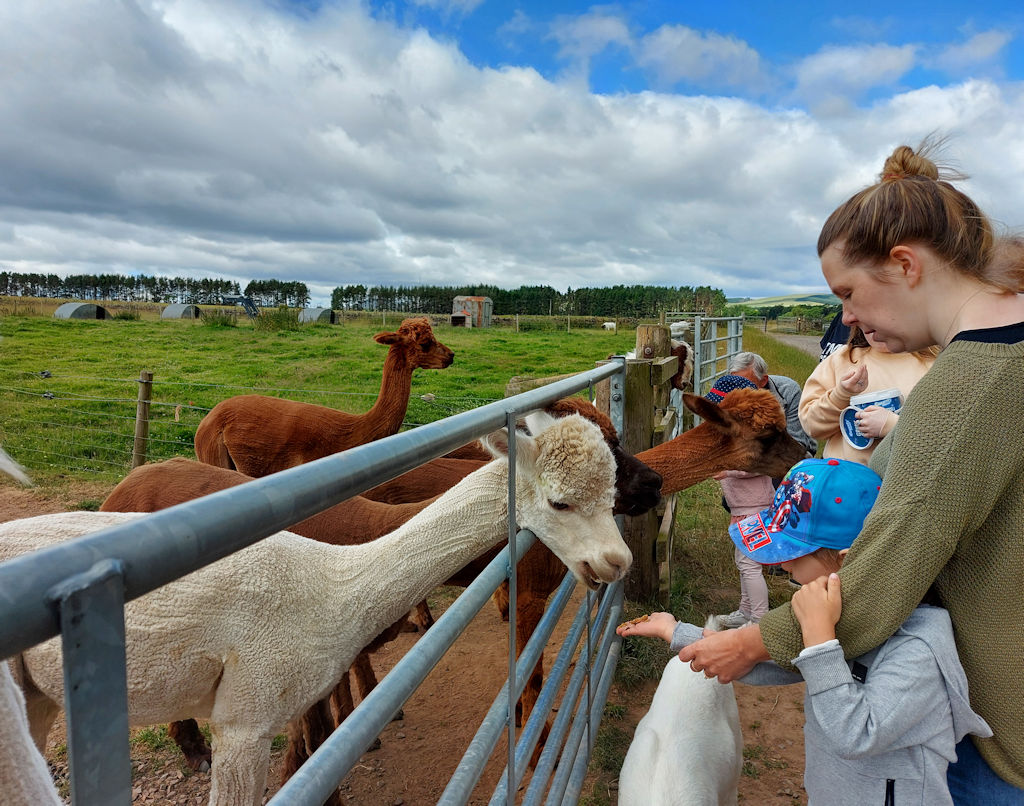 Feeding the alpacas on the farm tour at Newton Farm in Angus