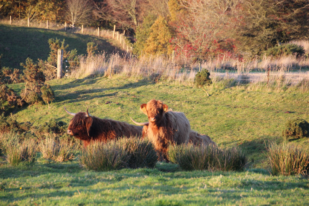 Highland cows at Newton Farm in Angus