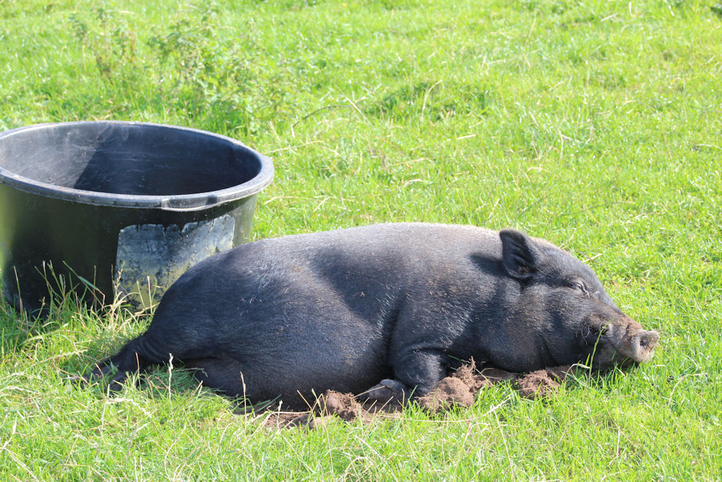 Lucy the pig on the farm tour at Newton Farm in Angus