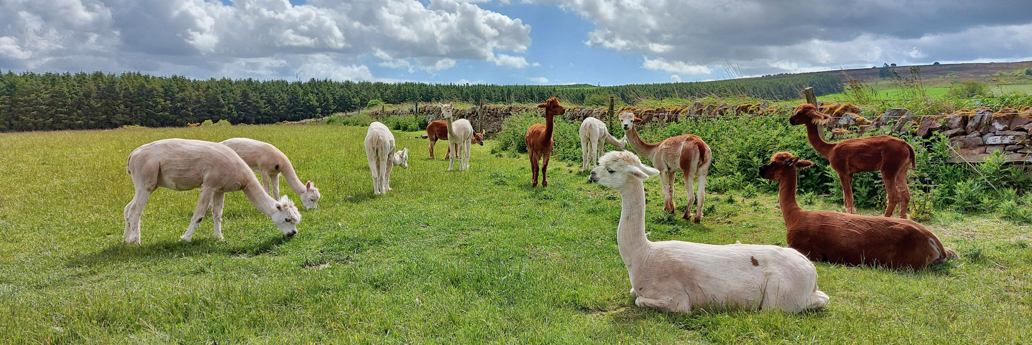 Alpacas at Newton Farm Holidays & Tours in Angus