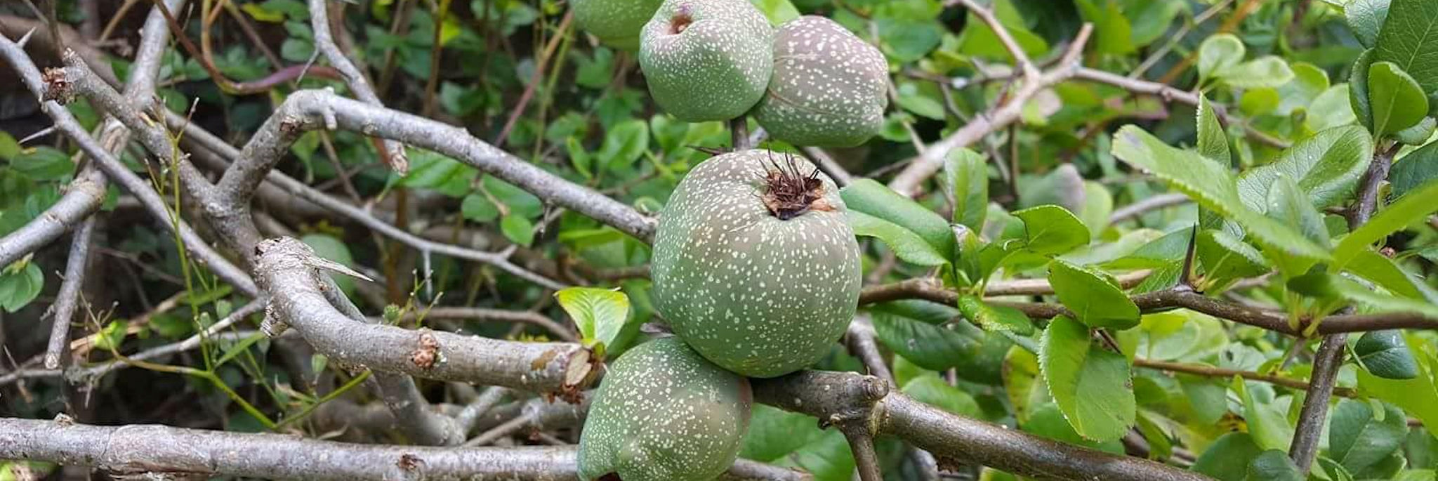 quince tree