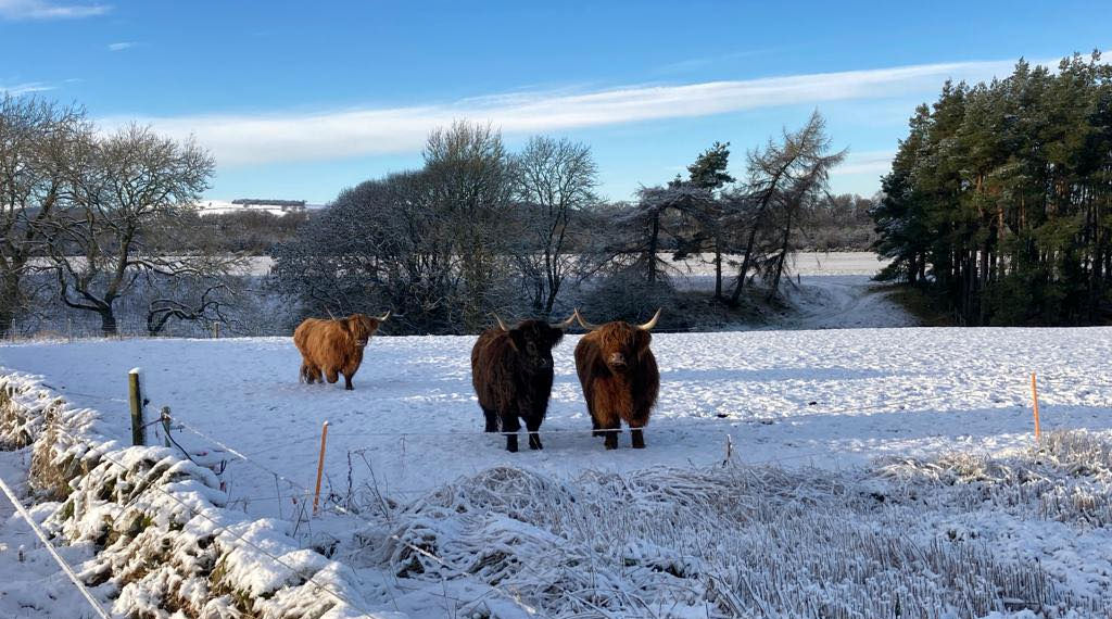 Highland coos in the snow at Newton Farm in Angus