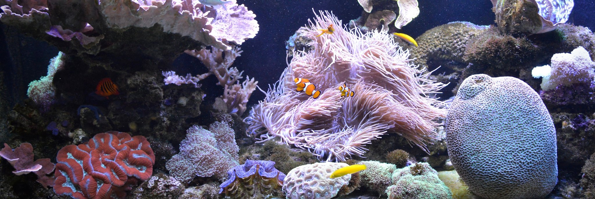 Fish on indoor living reef aquarium