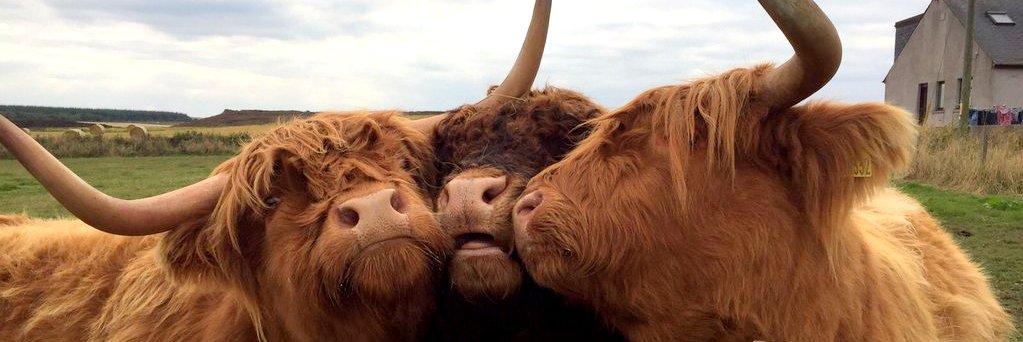 Highland Cows