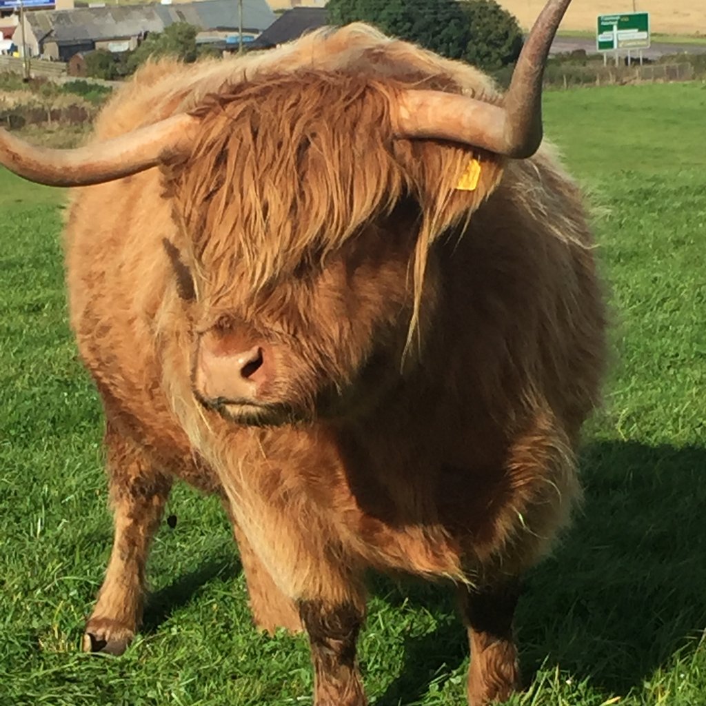 Hairy Heilan Coos 