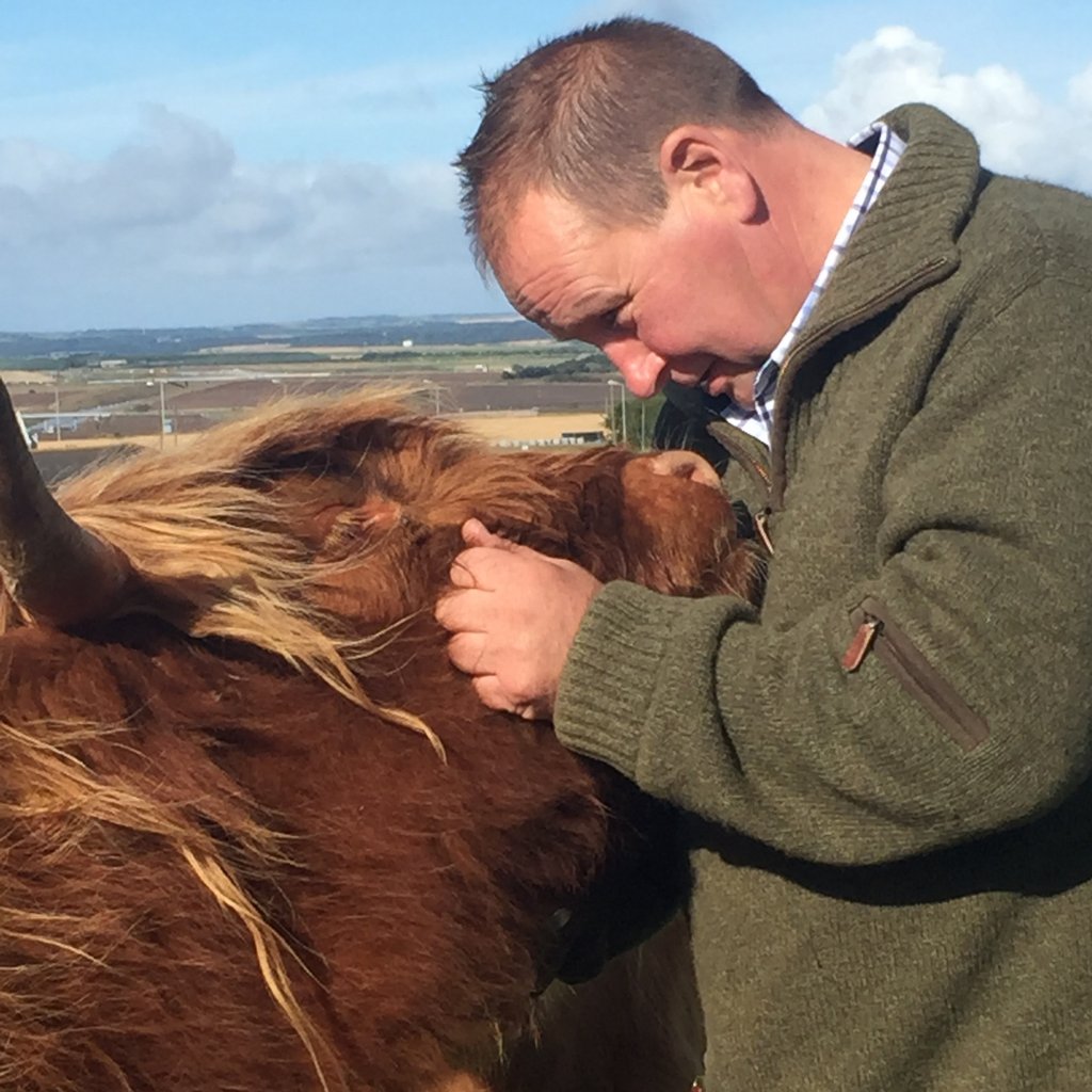 Aikenshill Highland Cows