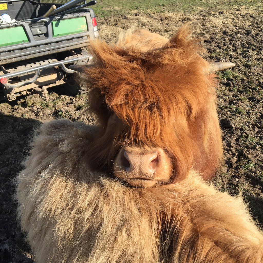 Highland Cow