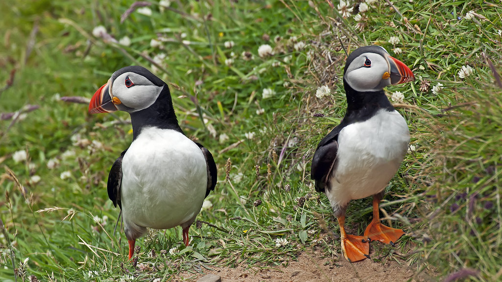 Puffins