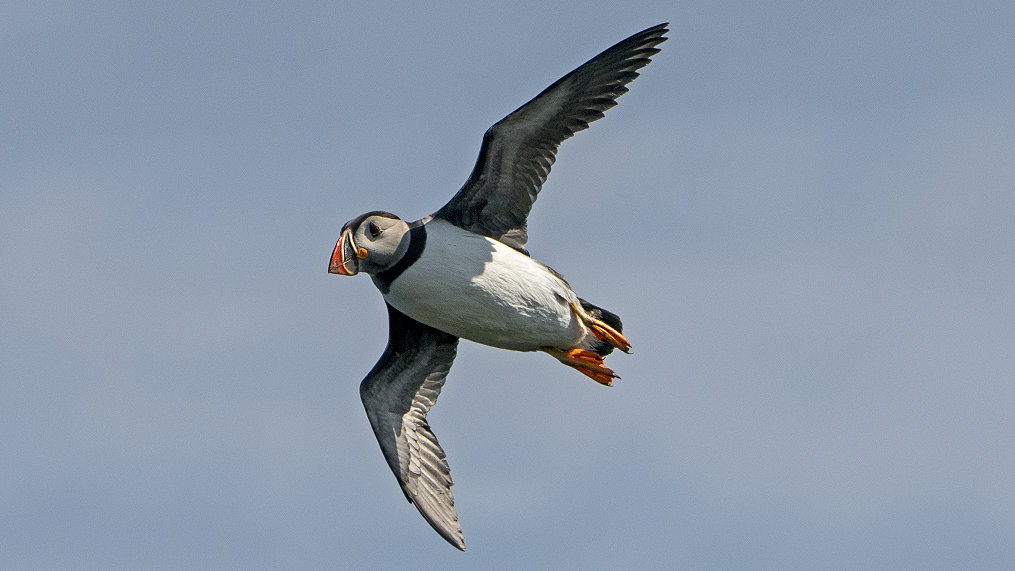 Puffins