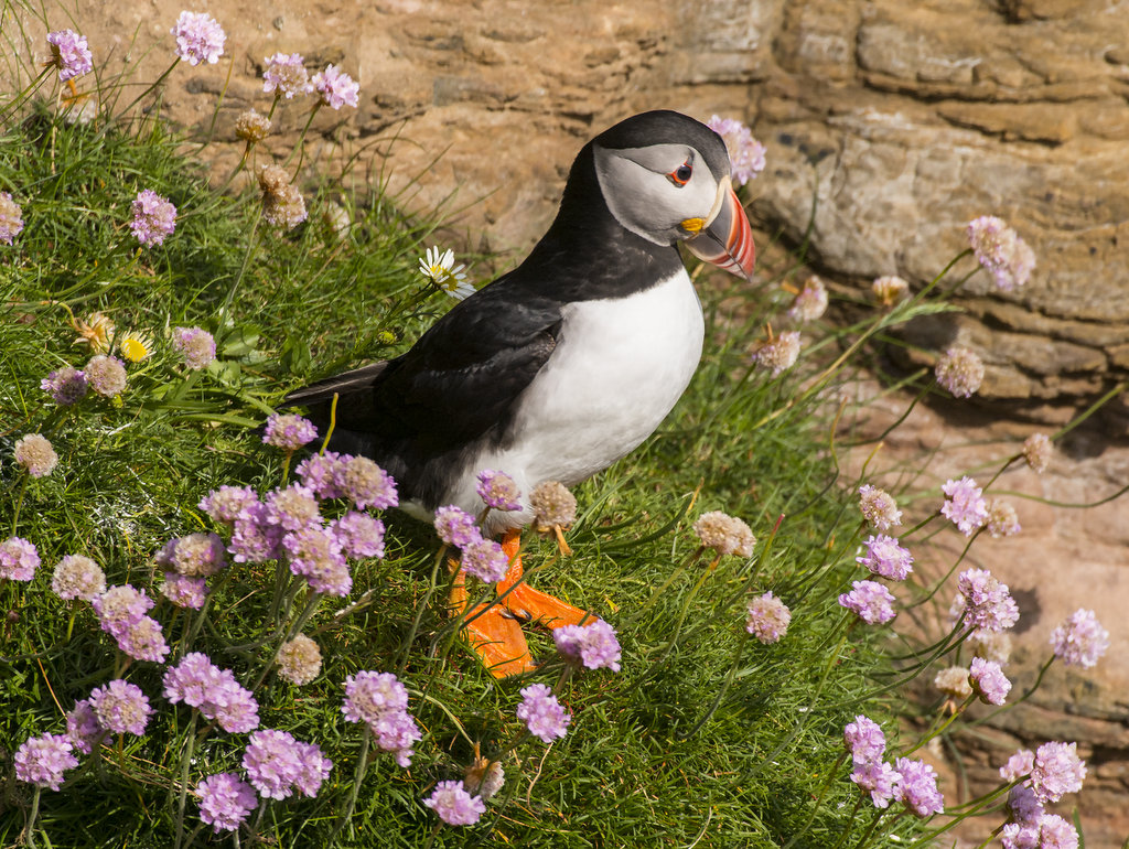 Puffins