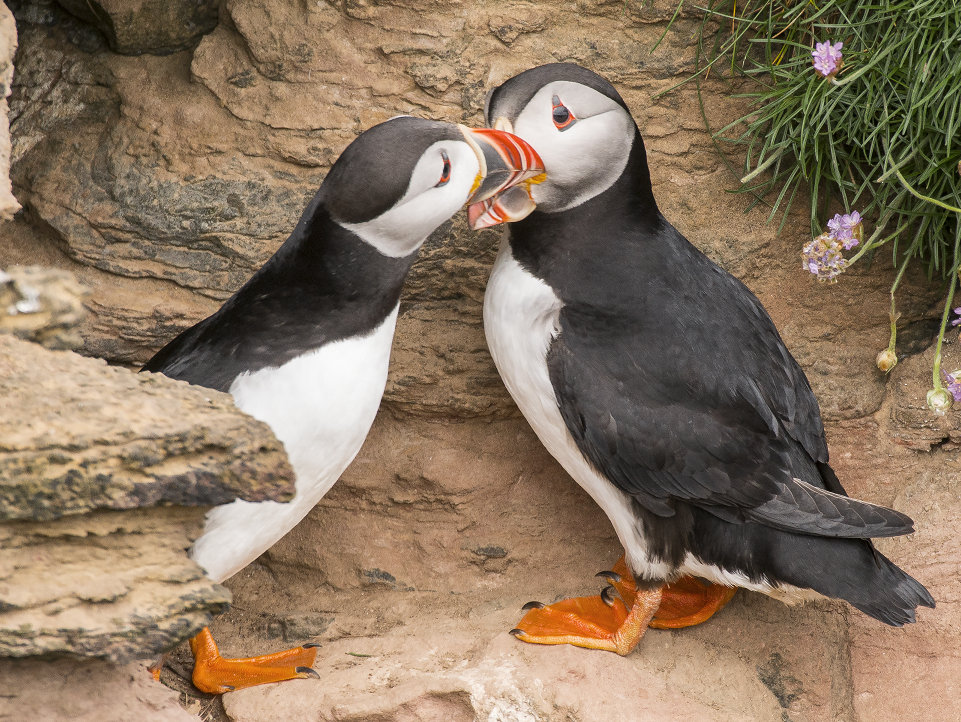 Puffins