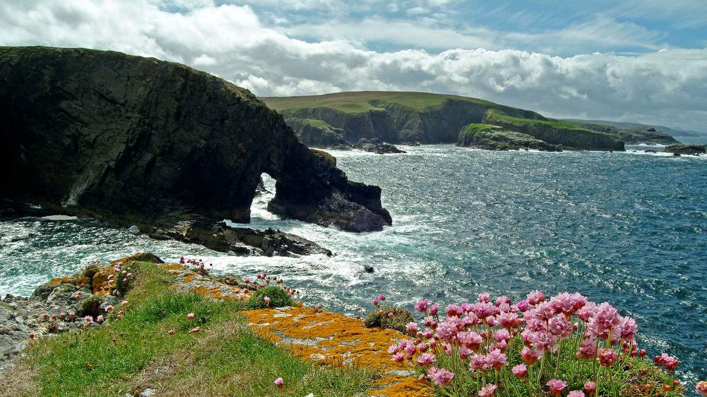 Puffins