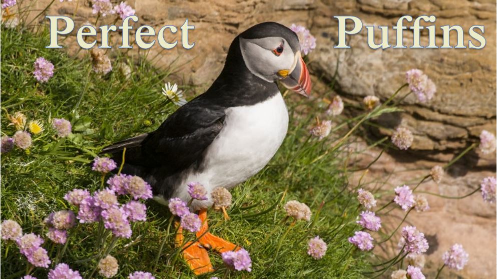 Puffin spotting blog
