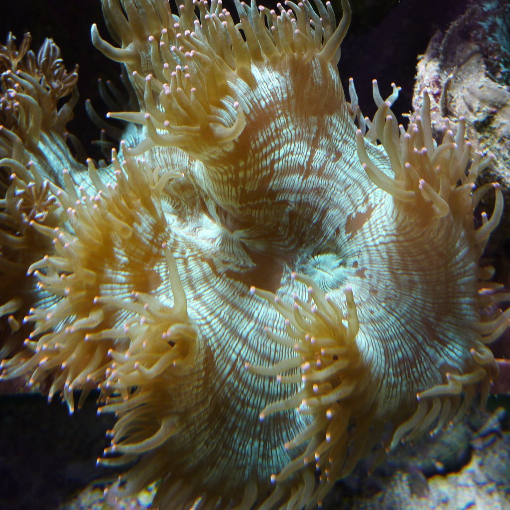 Hard Coral