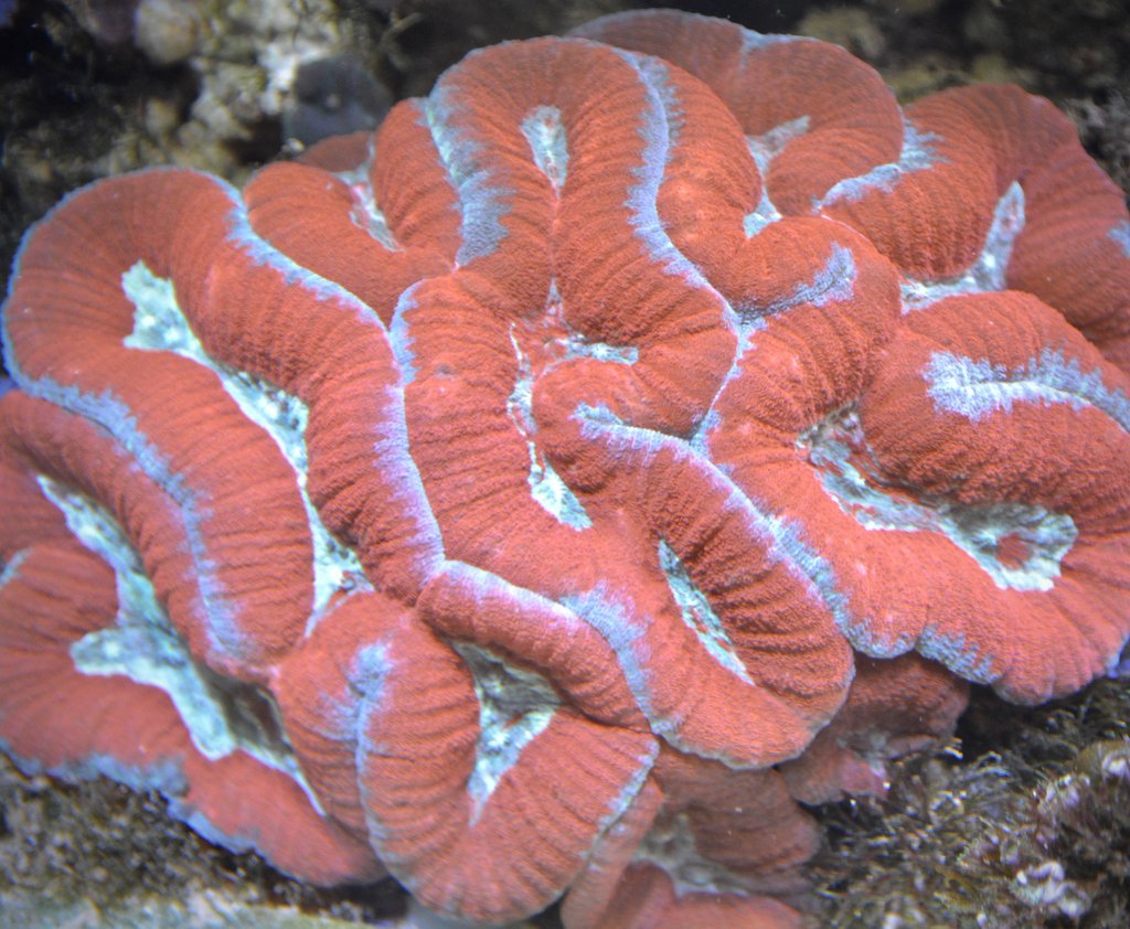 Red Brain Coral