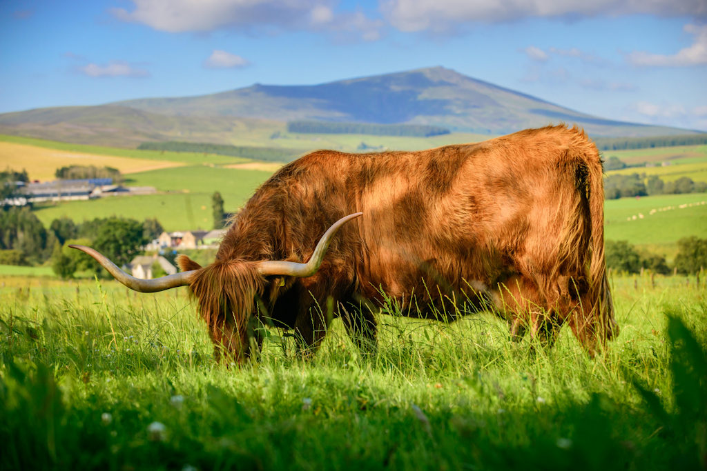 Highland cow at Glenlivet distillery