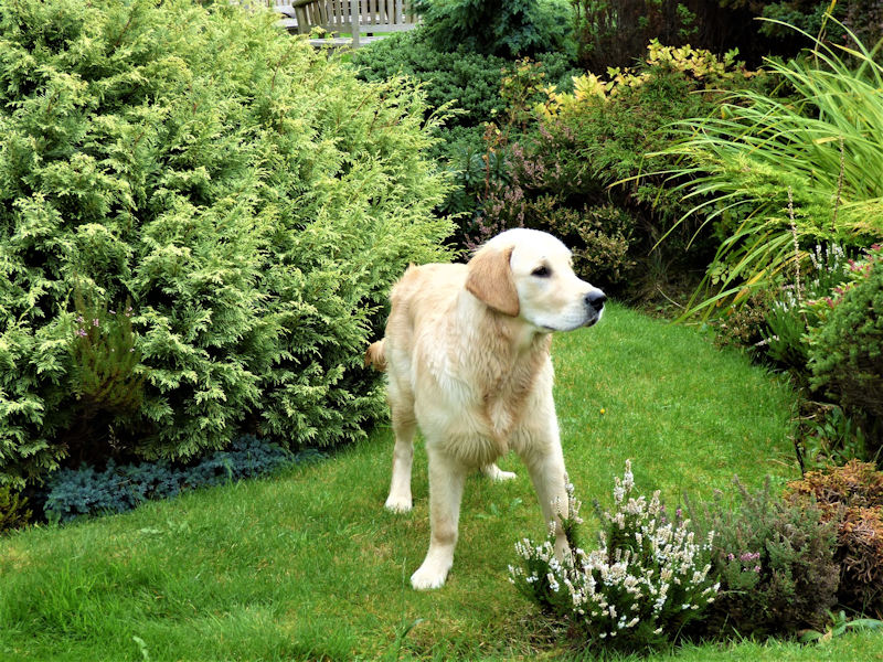 Pet friendly B&Bs in Scotland