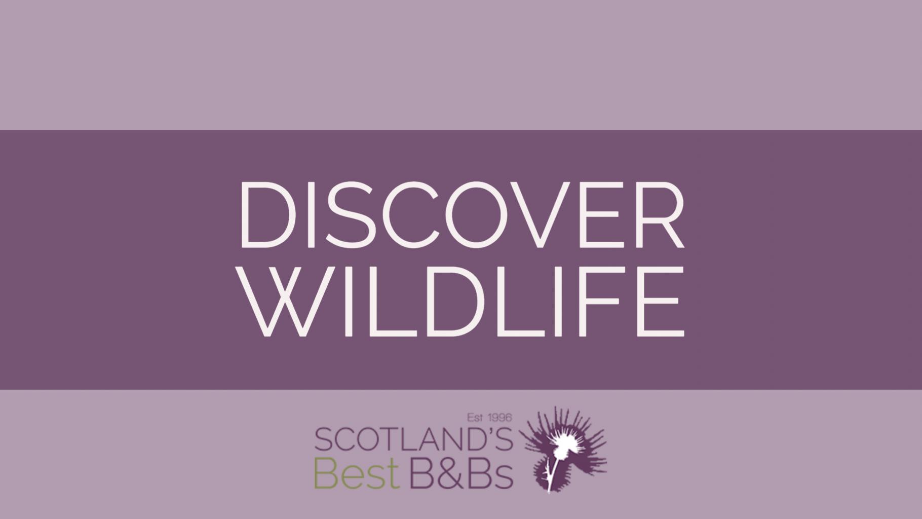 Wildlife in Edinburgh & Lothians