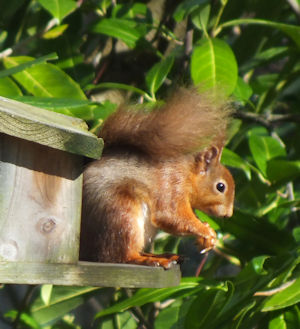 Red squirrel Scotland