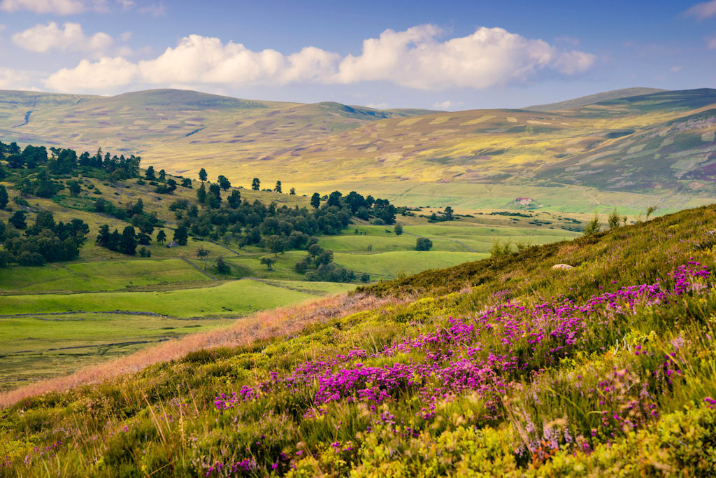 Cairngorms