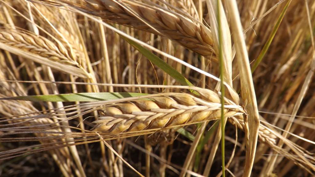 Barley fields