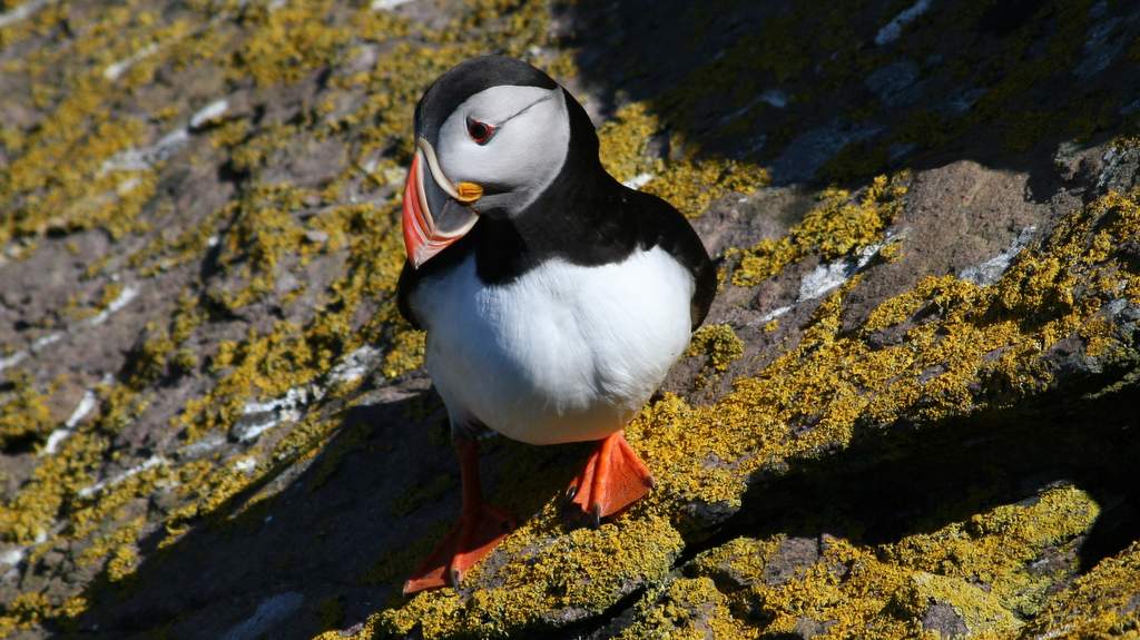puffin